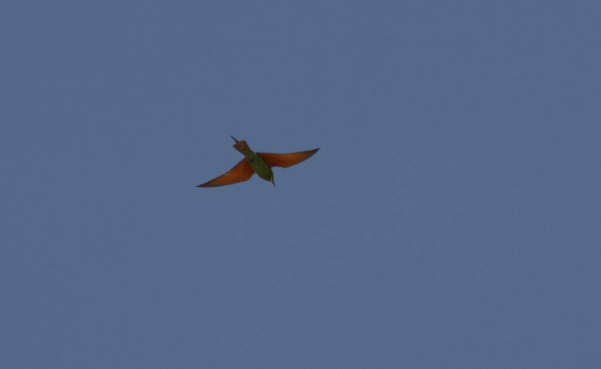 Blue-cheeked Bee-eater - ML609245377