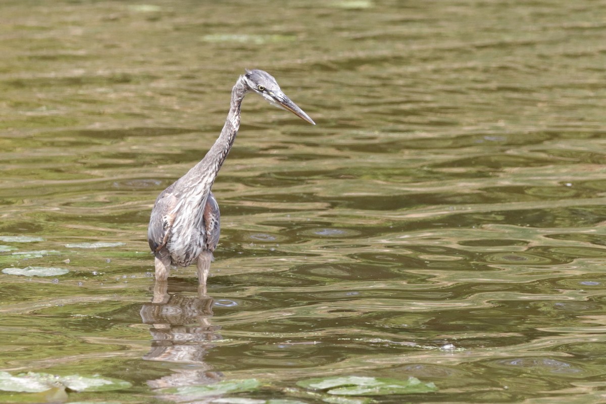 Great Blue Heron - ML609245393