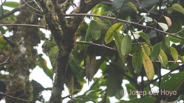 Aratinga Ojiblanca - ML609245404