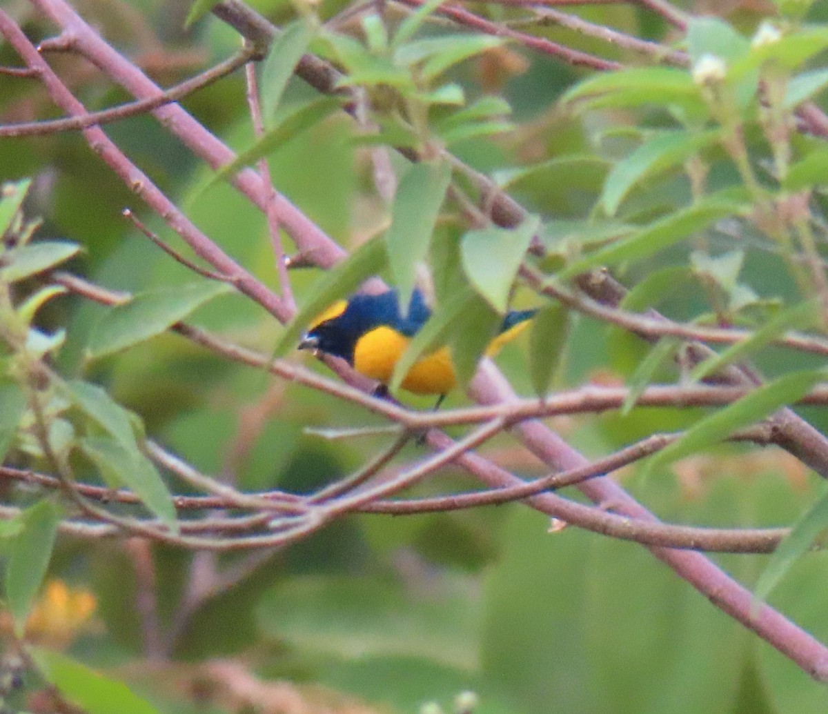 Yellow-crowned Euphonia - ML609245431