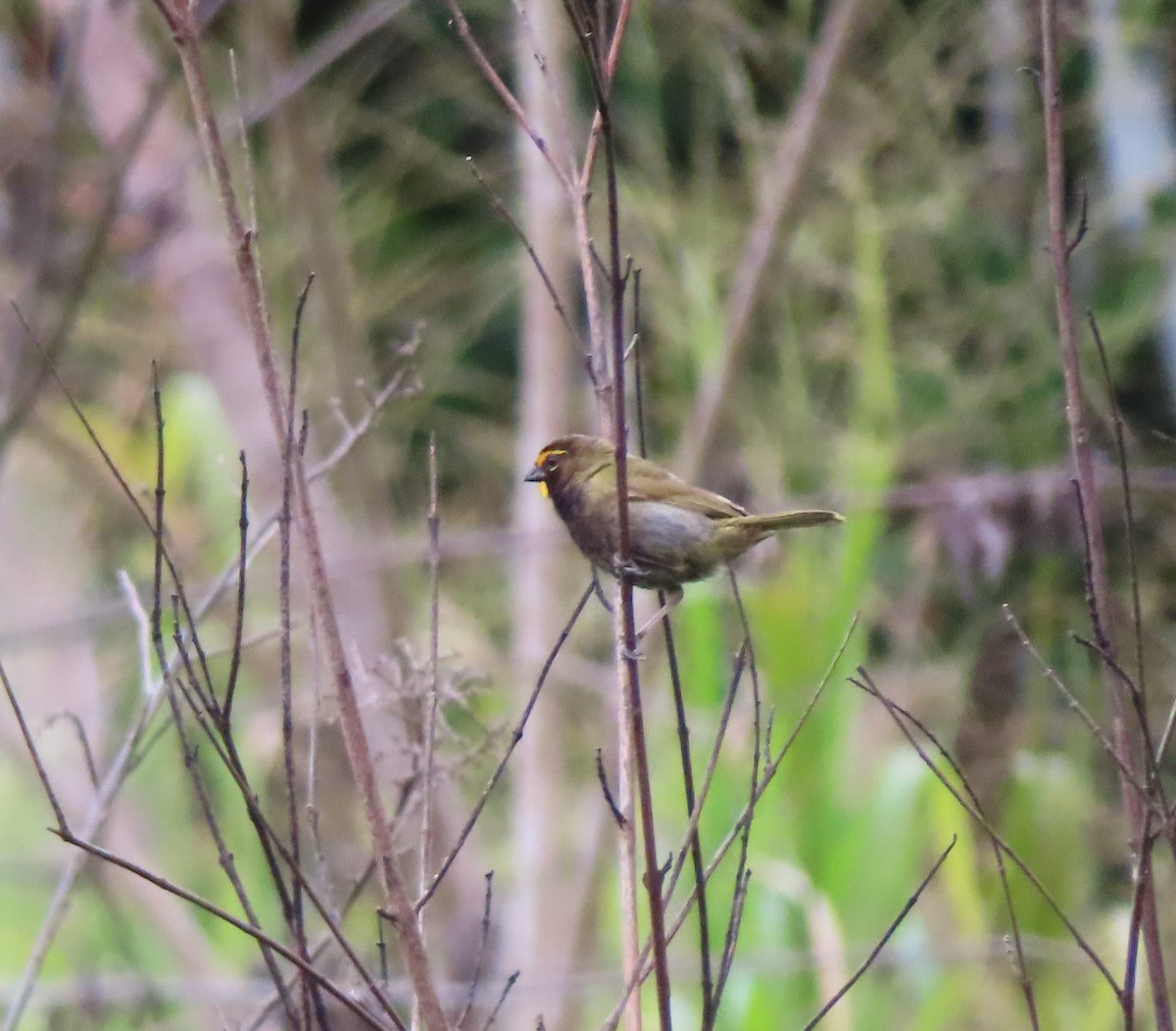 Yellow-faced Grassquit - ML609245438