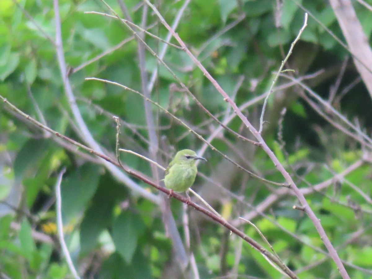 Red-legged Honeycreeper - ML609245440