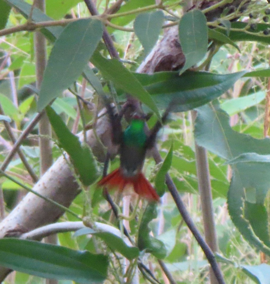 Rufous-tailed Hummingbird - Jo Roberts