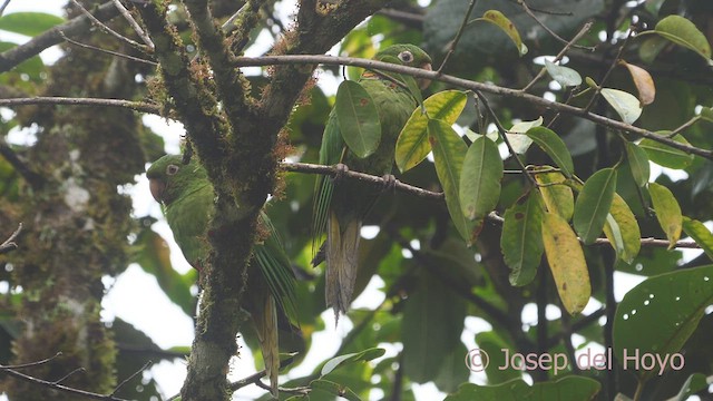 Aratinga Ojiblanca - ML609245561