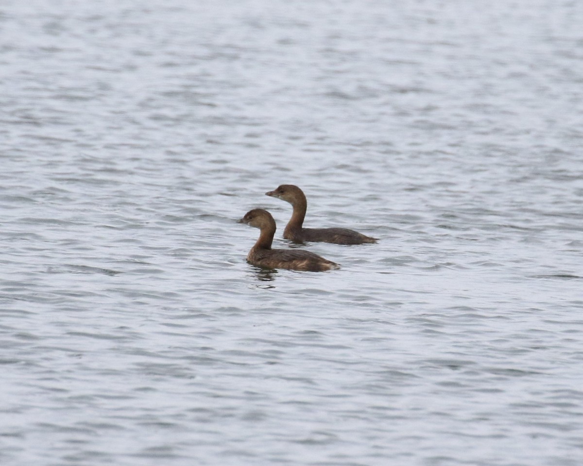 Pied-billed Grebe - ML609245602