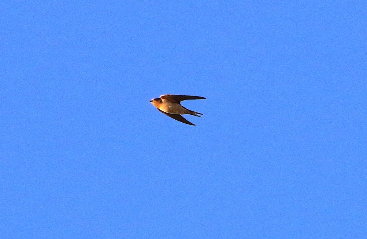 Barn Swallow - ML609245682