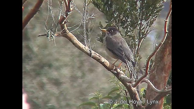 Austral Thrush (Magellan) - ML609245718