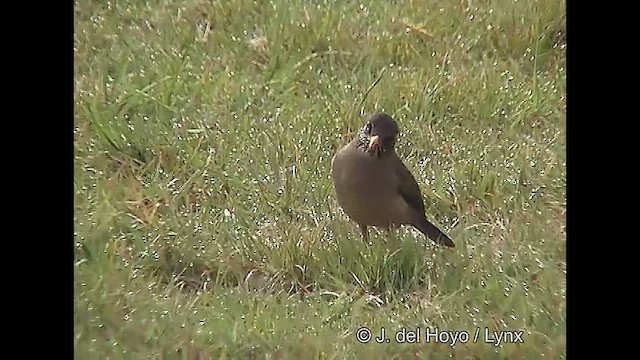 Дрізд південний (підвид magellanicus/pembertoni) - ML609245719