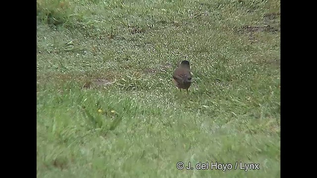 Austral Thrush (Magellan) - ML609245720