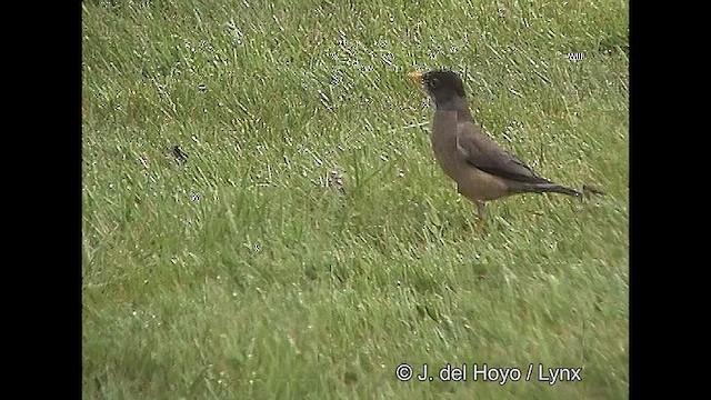 Austral Thrush (Magellan) - ML609245721