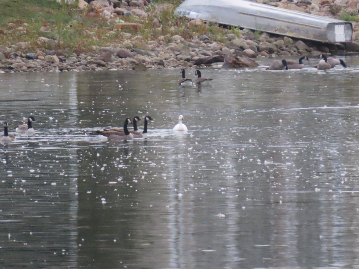 Snow Goose - ML609245768