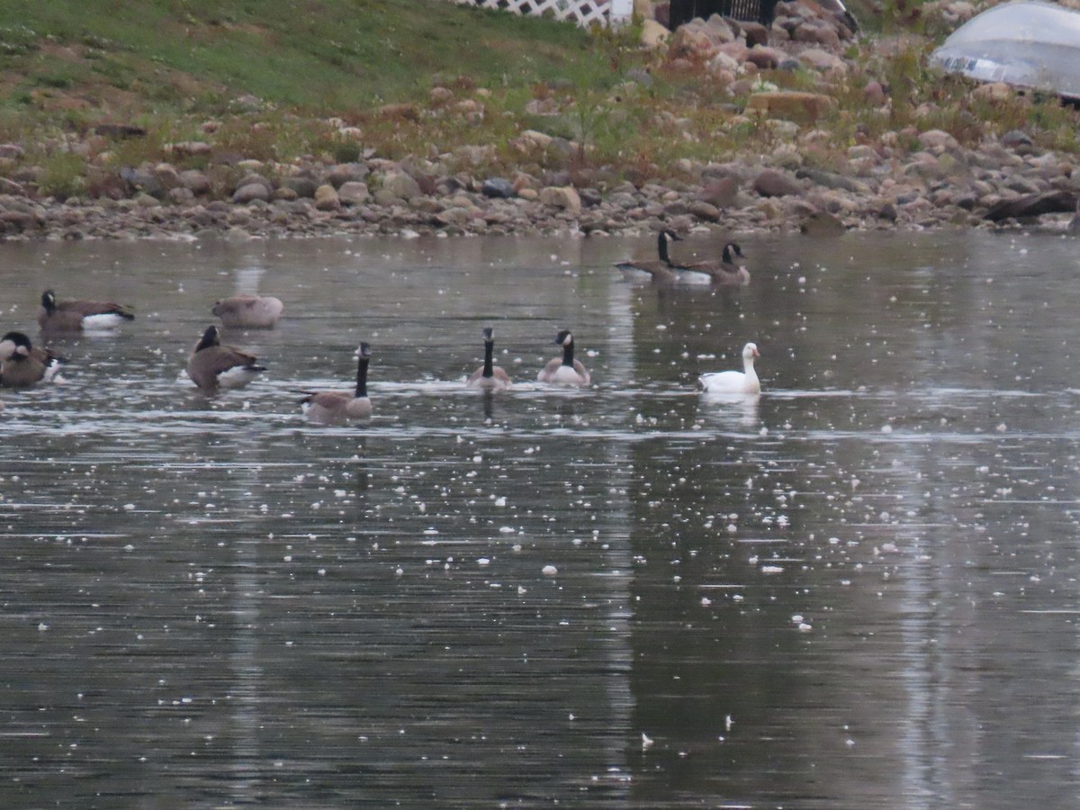 Snow Goose - ML609245769