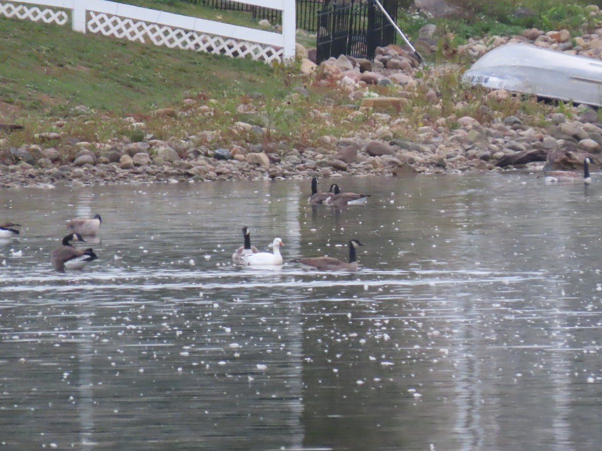 Snow Goose - ML609245770