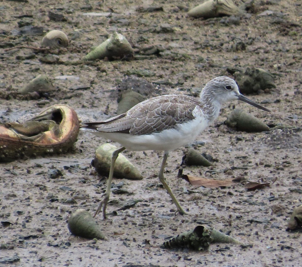 Common Greenshank - ML609245808