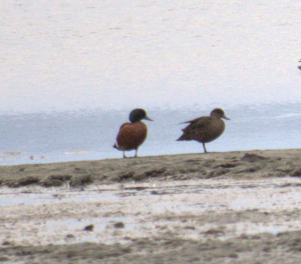 Chestnut Teal - Peter Crofts