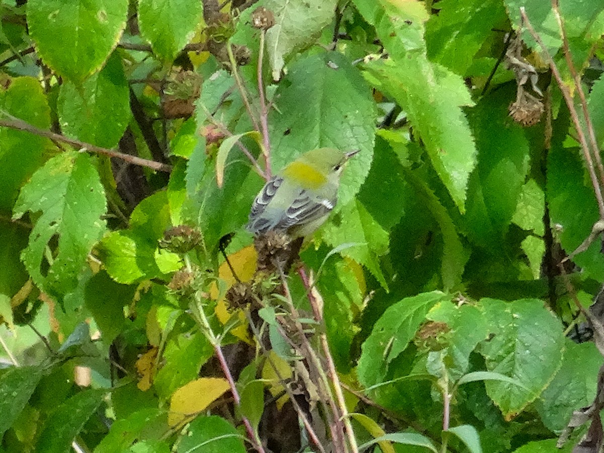 Meisenwaldsänger - ML609245879