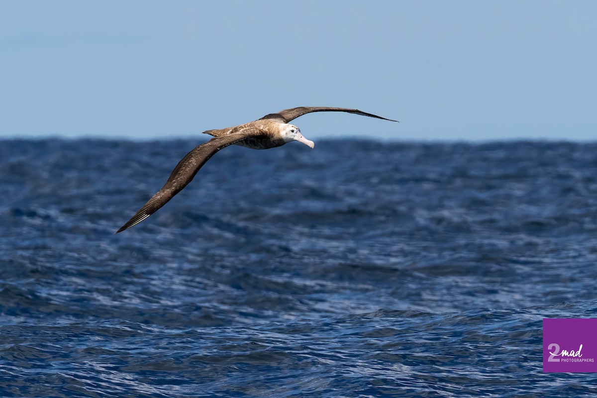 Snowy/Tristan/Antipodean Albatross - ML609245955