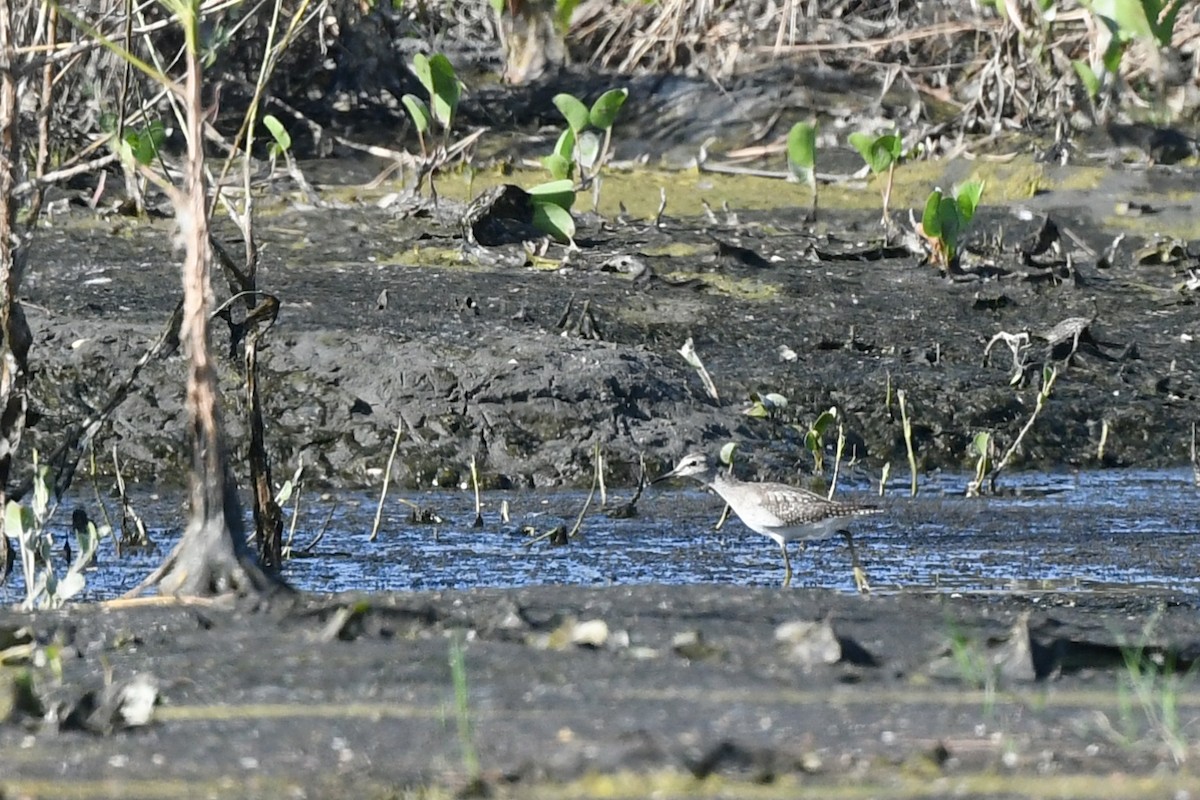 Wood Sandpiper - Paul Shaffner