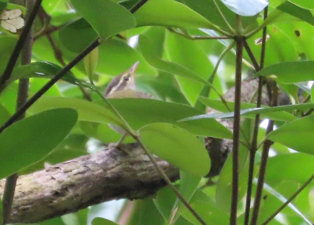 Eastern Crowned Warbler - ML609246093