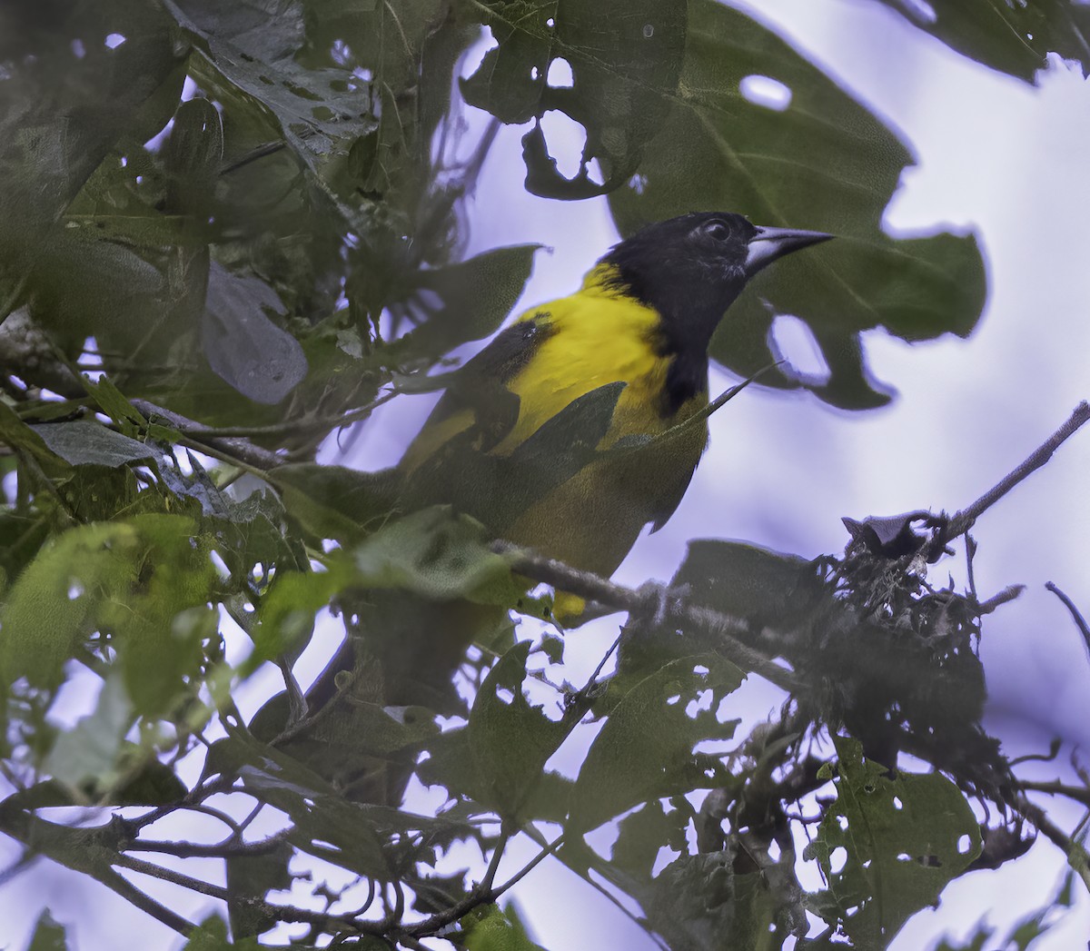 Audubon's Oriole - ML609246119