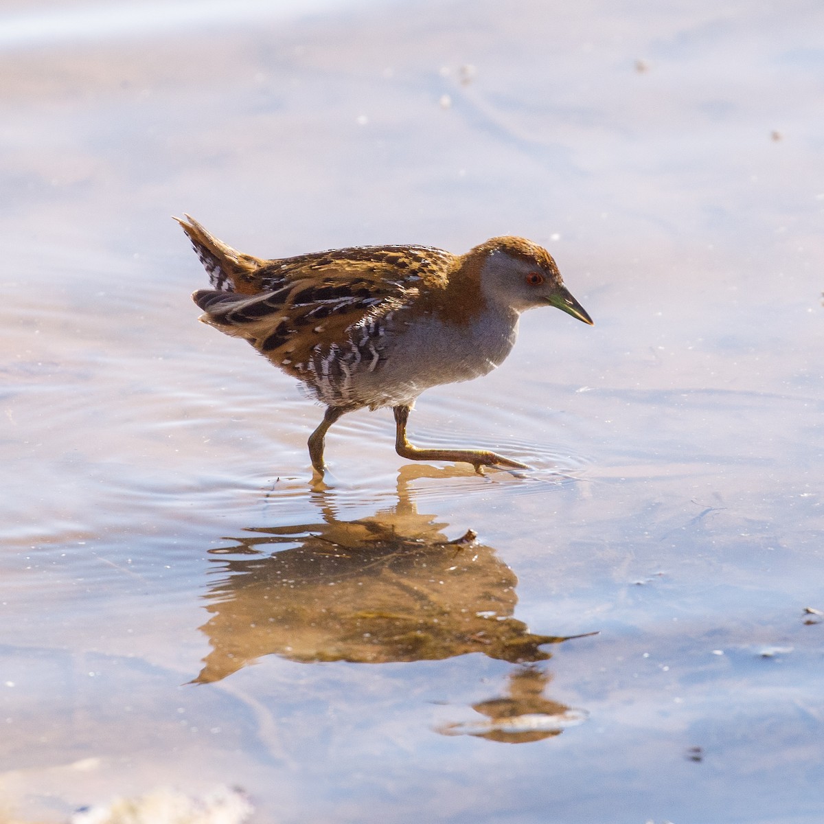 Baillon's Crake - ML609246150