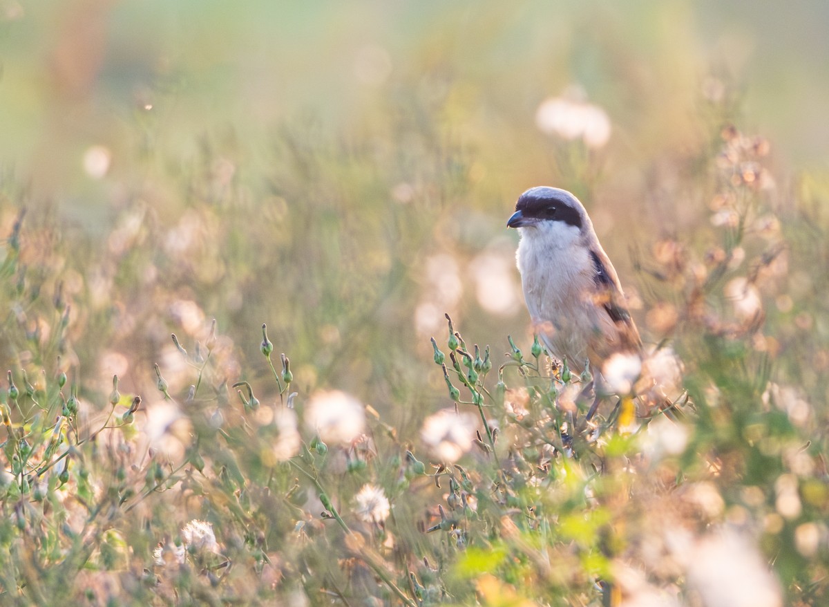 Long-tailed Shrike - ML609246153