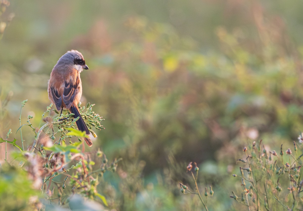 Long-tailed Shrike - Denver Wang