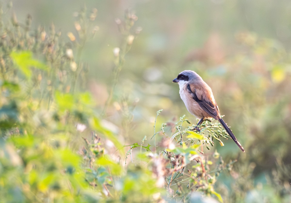 Long-tailed Shrike - ML609246155