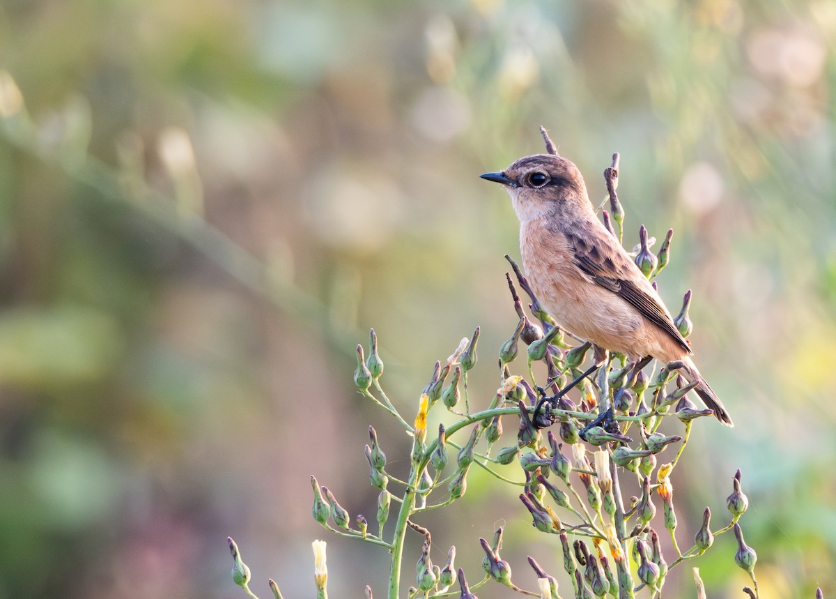 Amur Stonechat - ML609246188