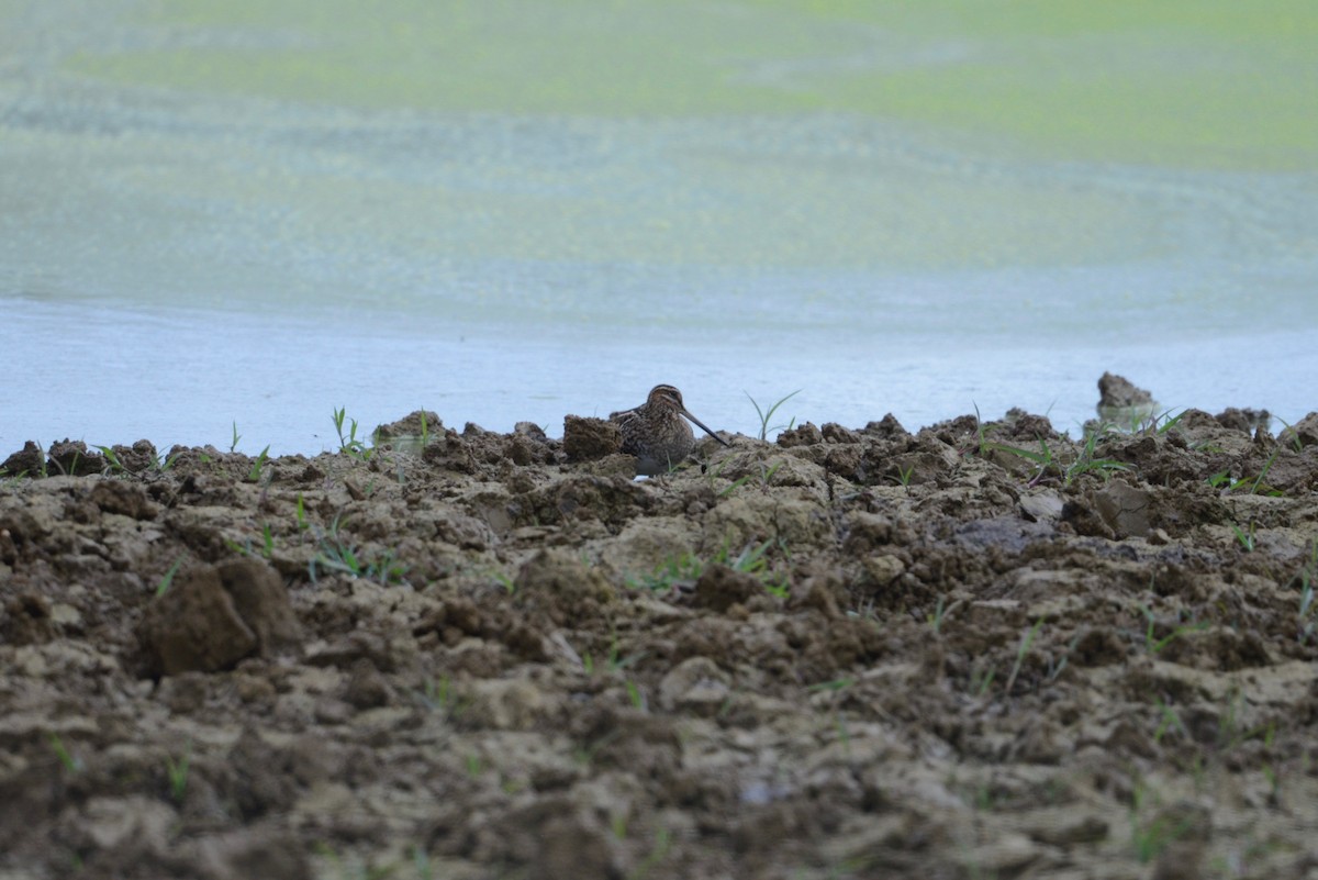 Wilson's Snipe - ML609246195