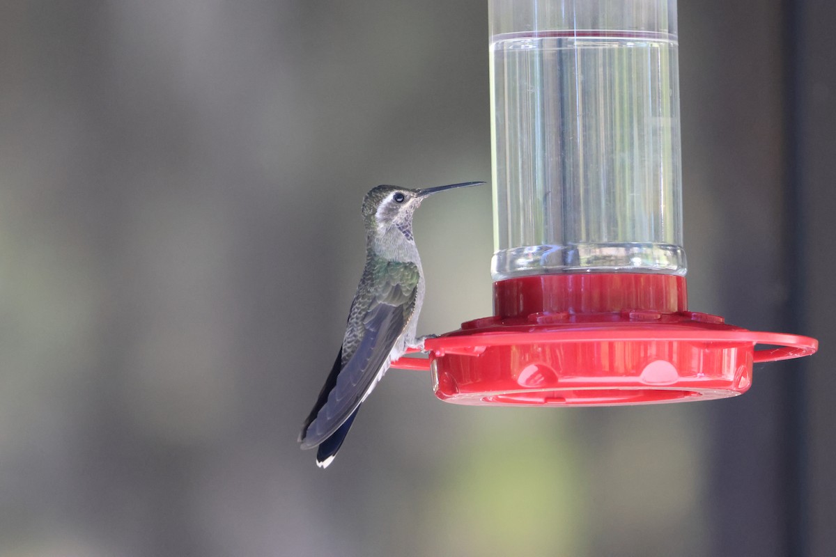 Blue-throated Mountain-gem - Patrick Schmit