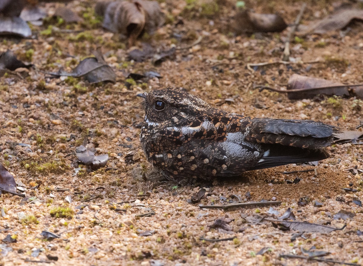 Blackish Nightjar - ML609246264