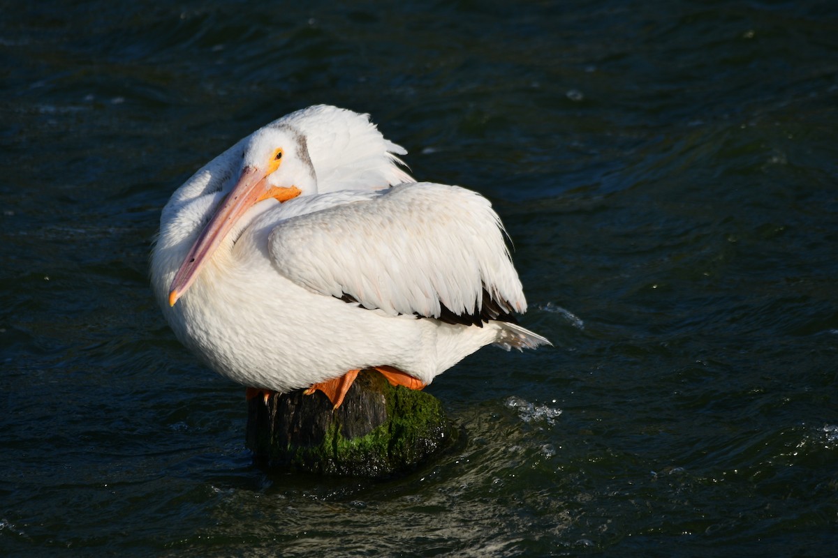 American White Pelican - ML609246267