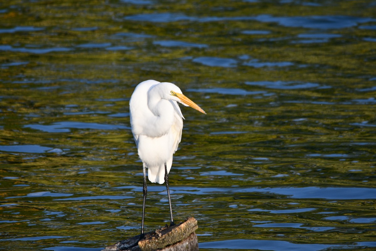 Great Egret - Ben Baldwin