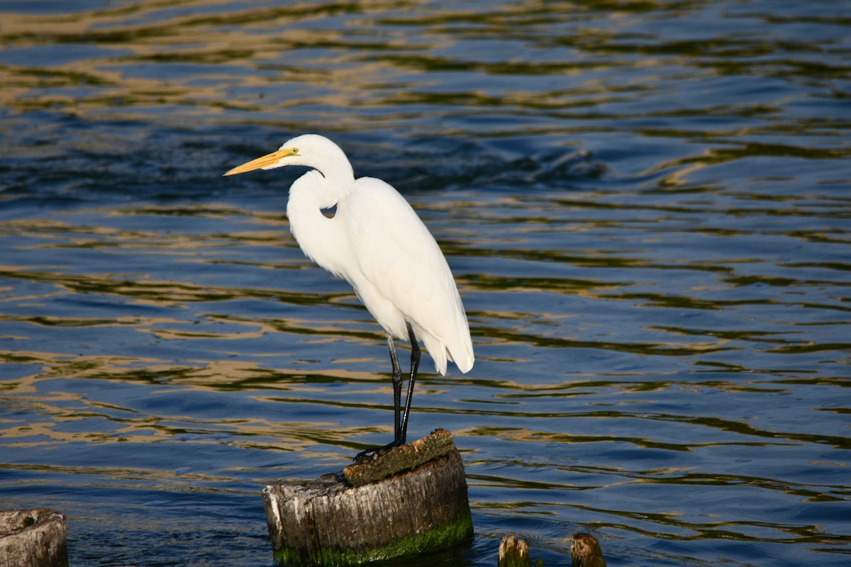 Great Egret - ML609246275