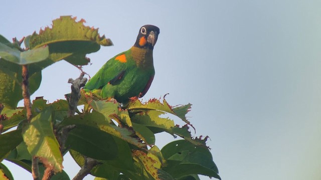 Orange-cheeked Parrot - ML609246330