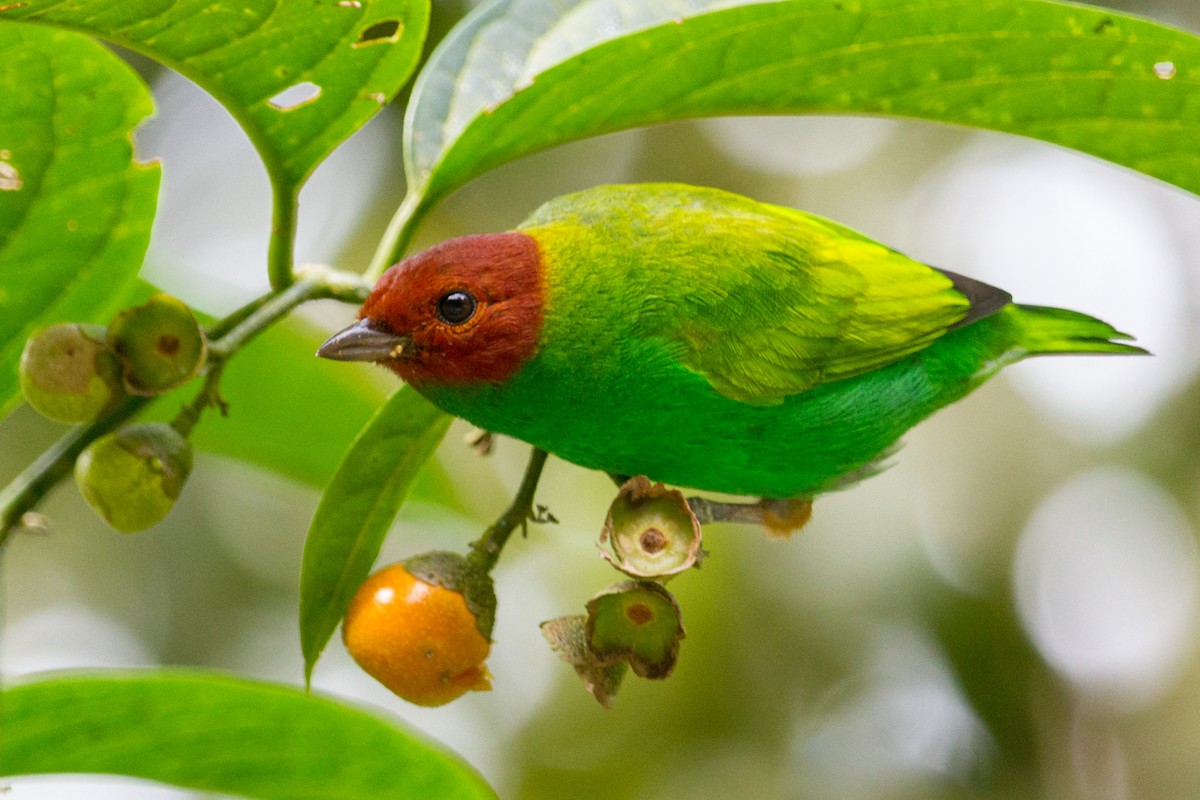 Bay-headed Tanager - Oswaldo Hernández Sánchez