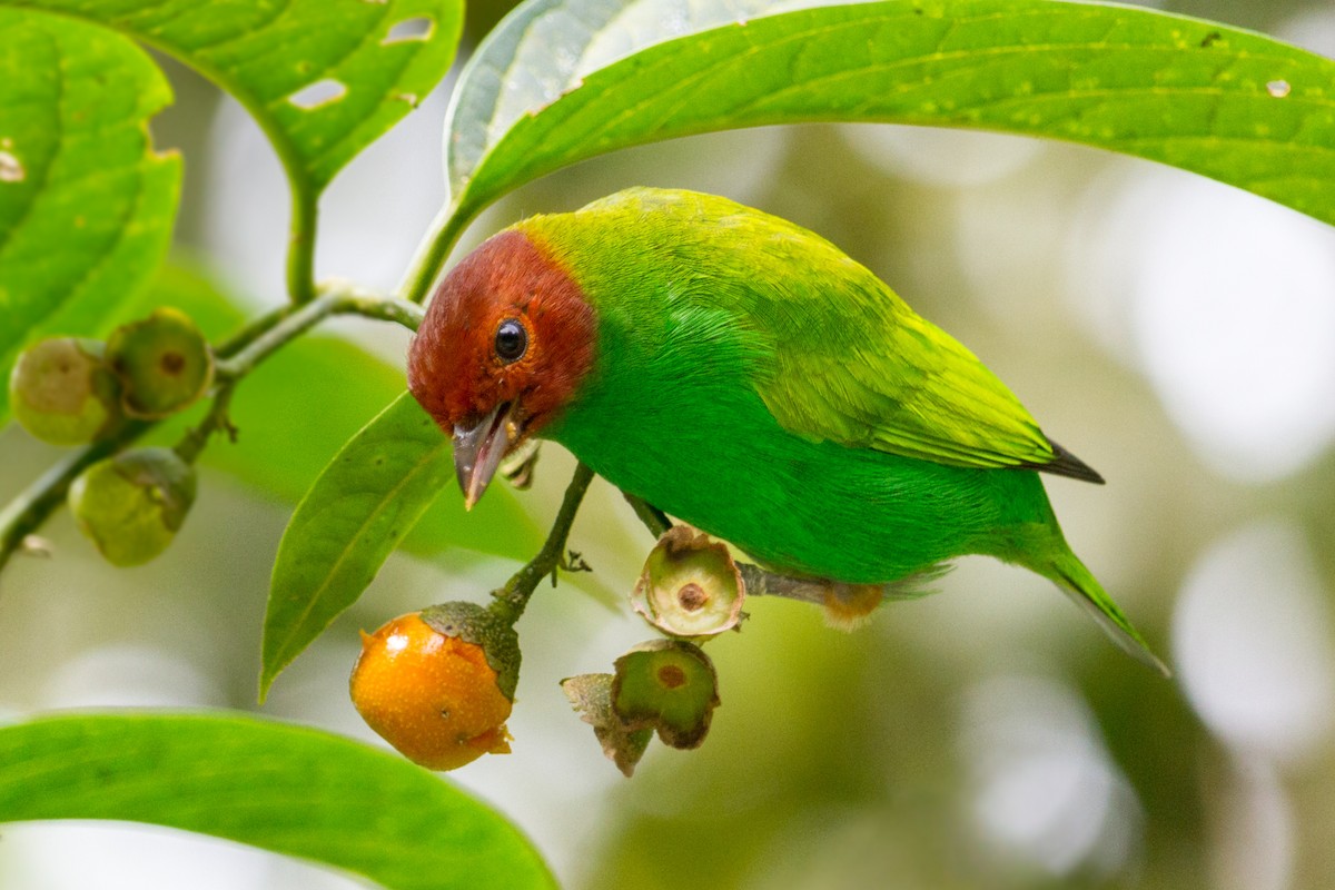 Bay-headed Tanager - ML609246356