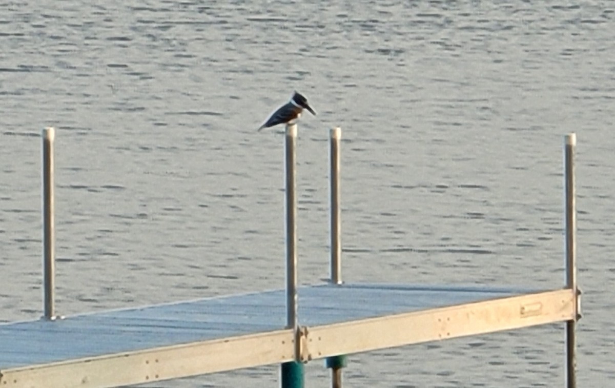 Belted Kingfisher - ML609246459