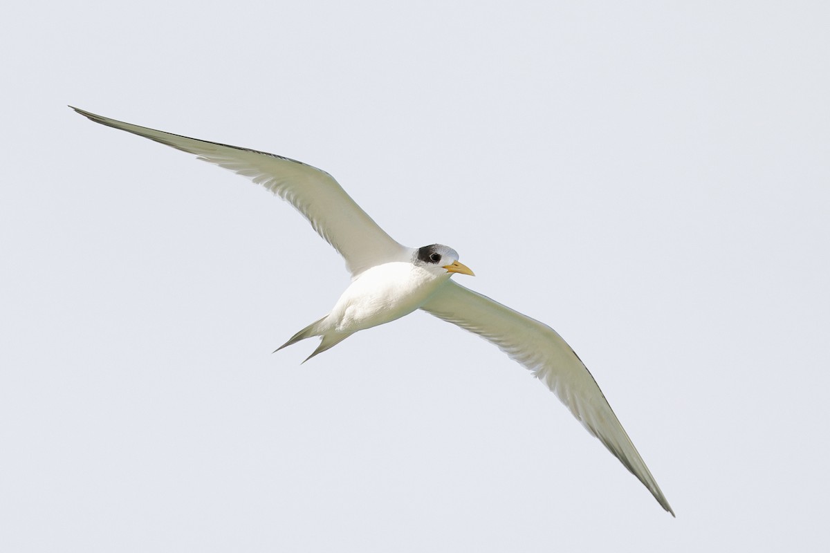 Great Crested Tern - ML609246525