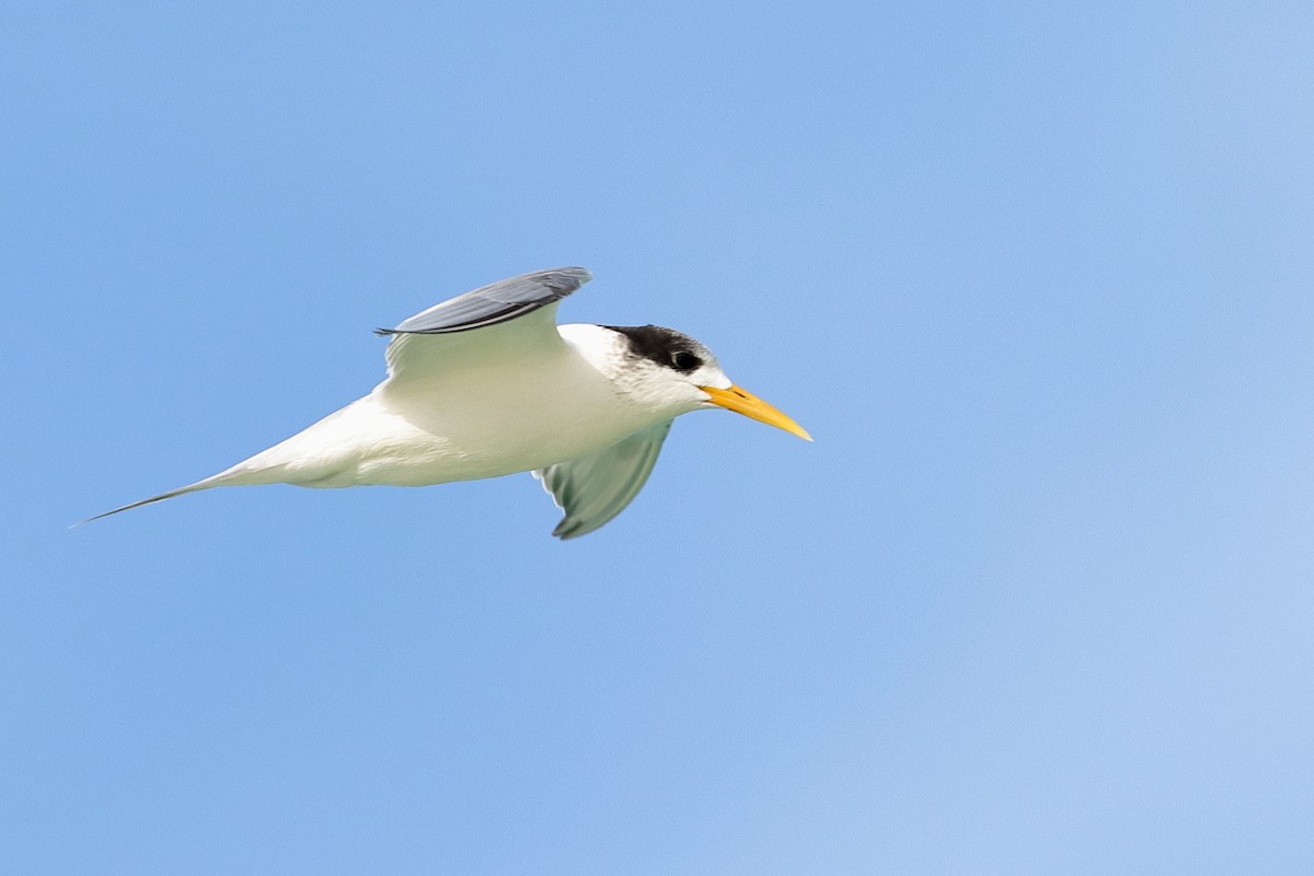 Great Crested Tern - ML609246526