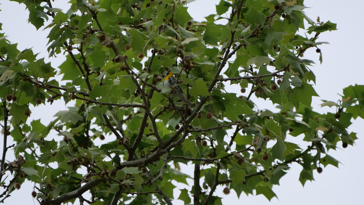 Yellow-throated Warbler - ML609246575