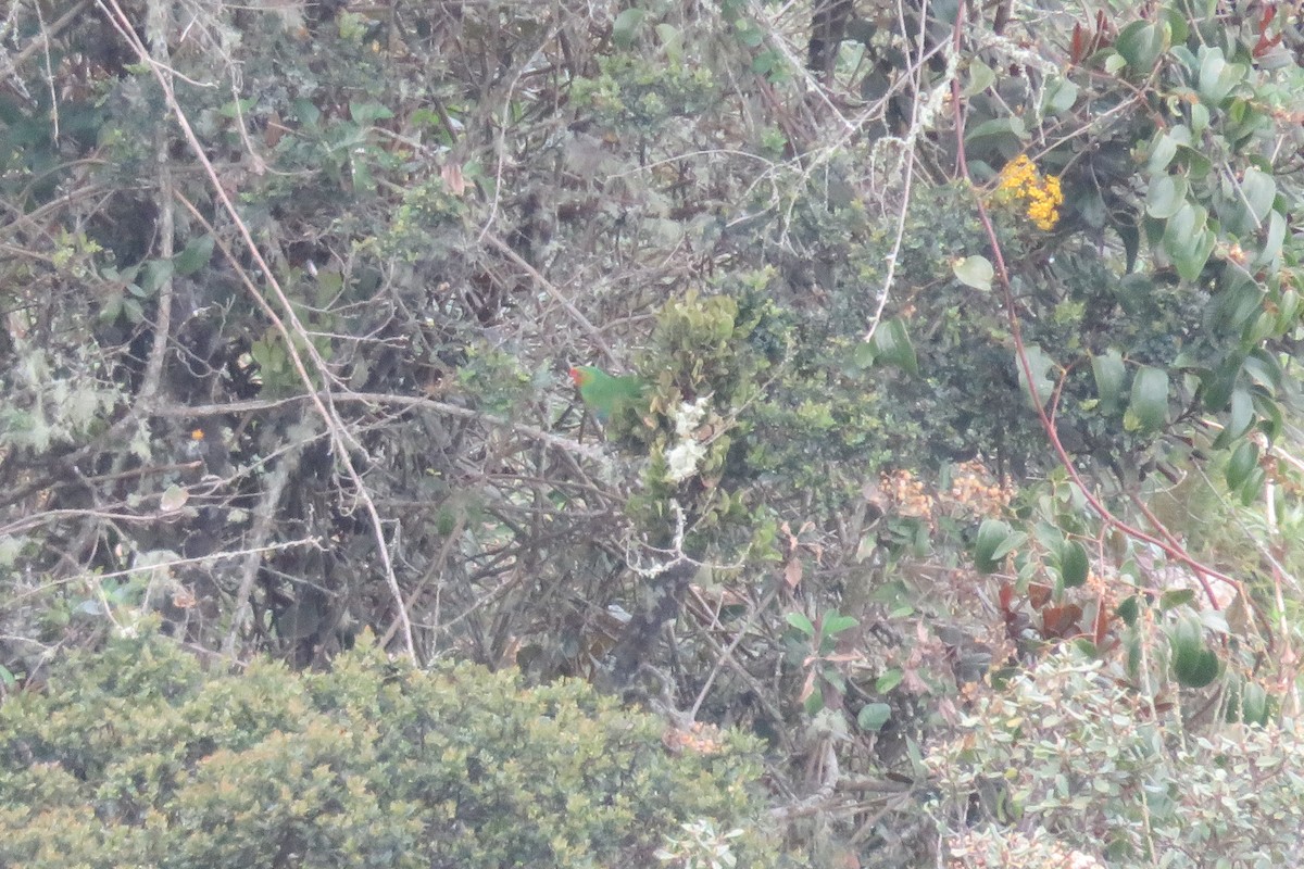 Red-faced Parrot - ML609246633