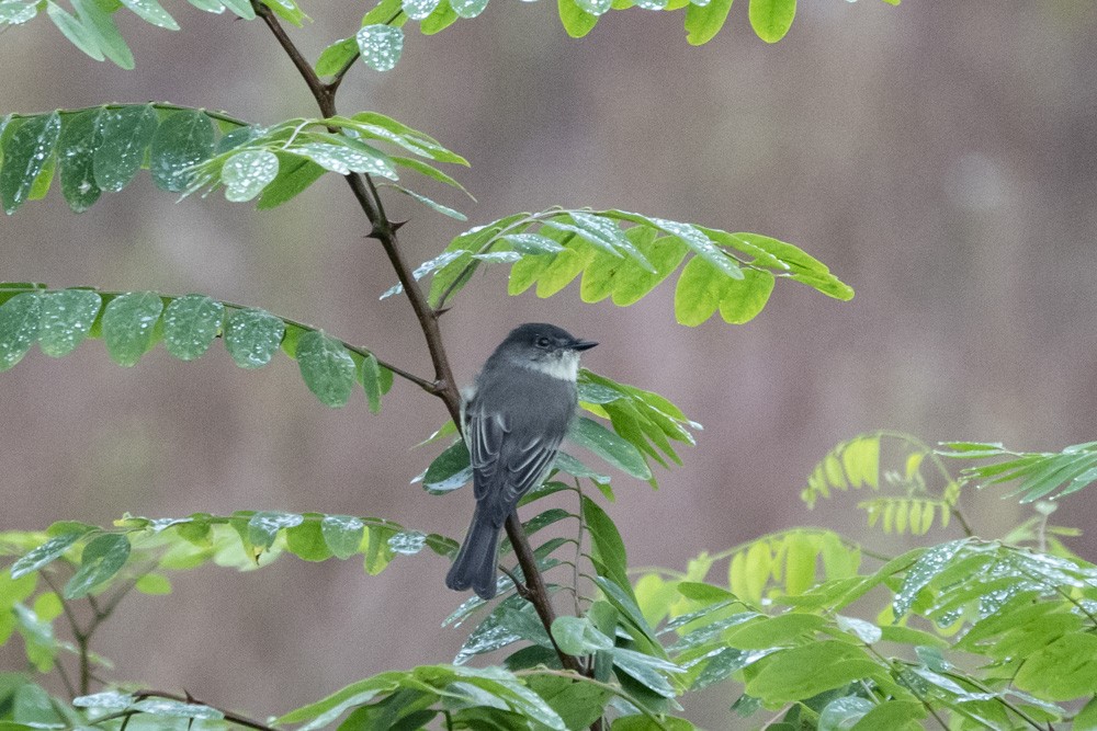 Eastern Phoebe - ML609246636