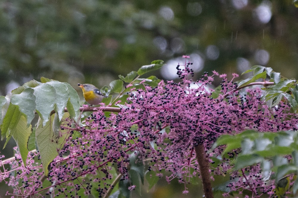 Northern Parula - Nicole Peyrafitte