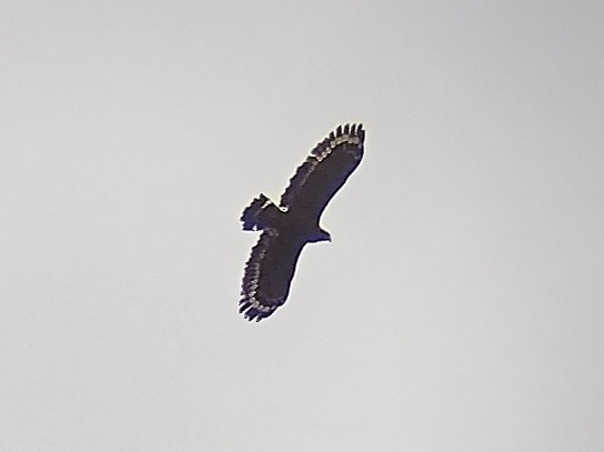 Crested Serpent-Eagle - Lars Mannzen