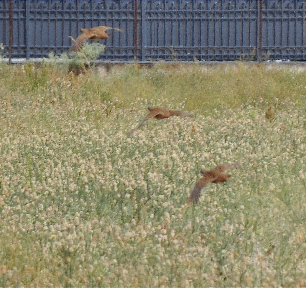 Gray Partridge - Nikos Gogolos