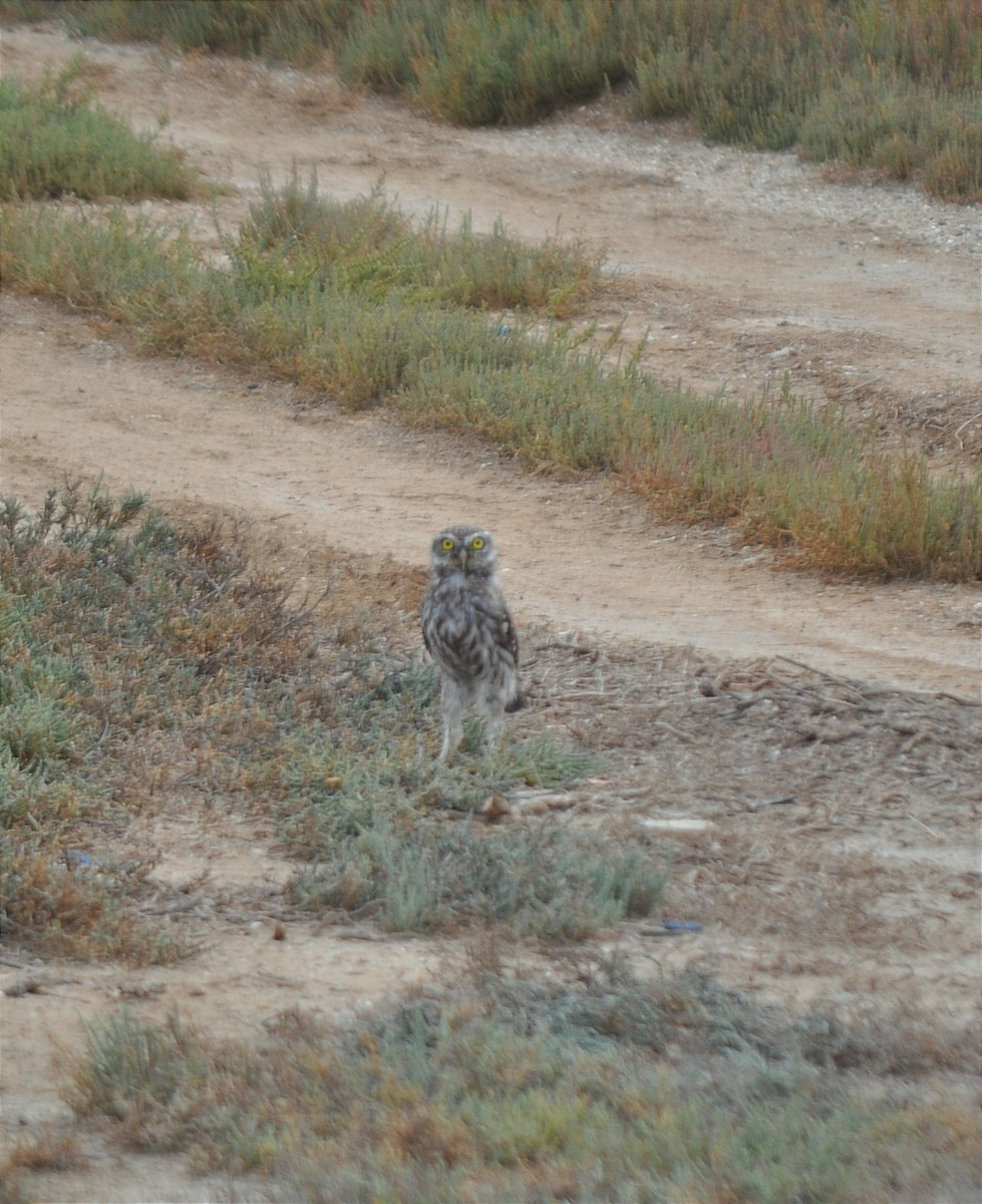 Little Owl - ML609246741