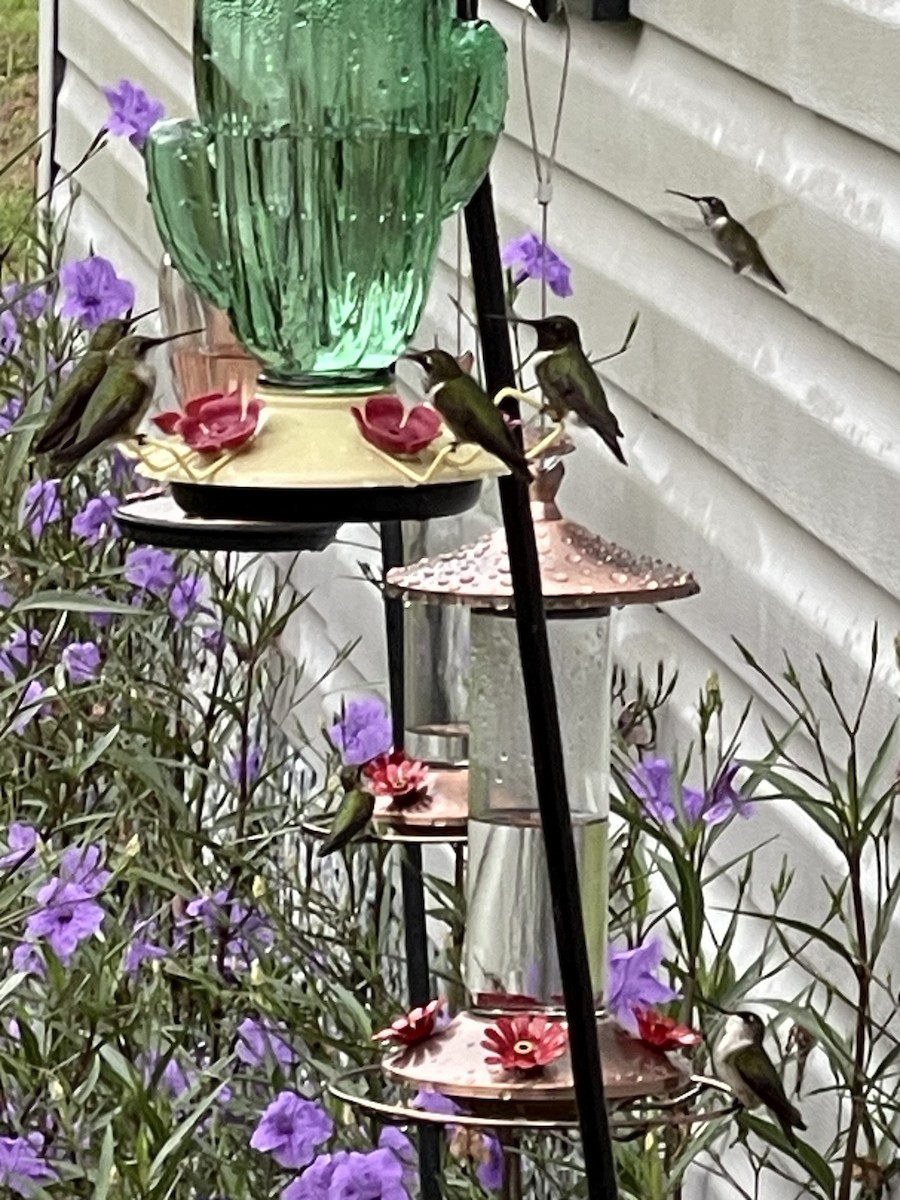 Ruby-throated Hummingbird - dawn collins