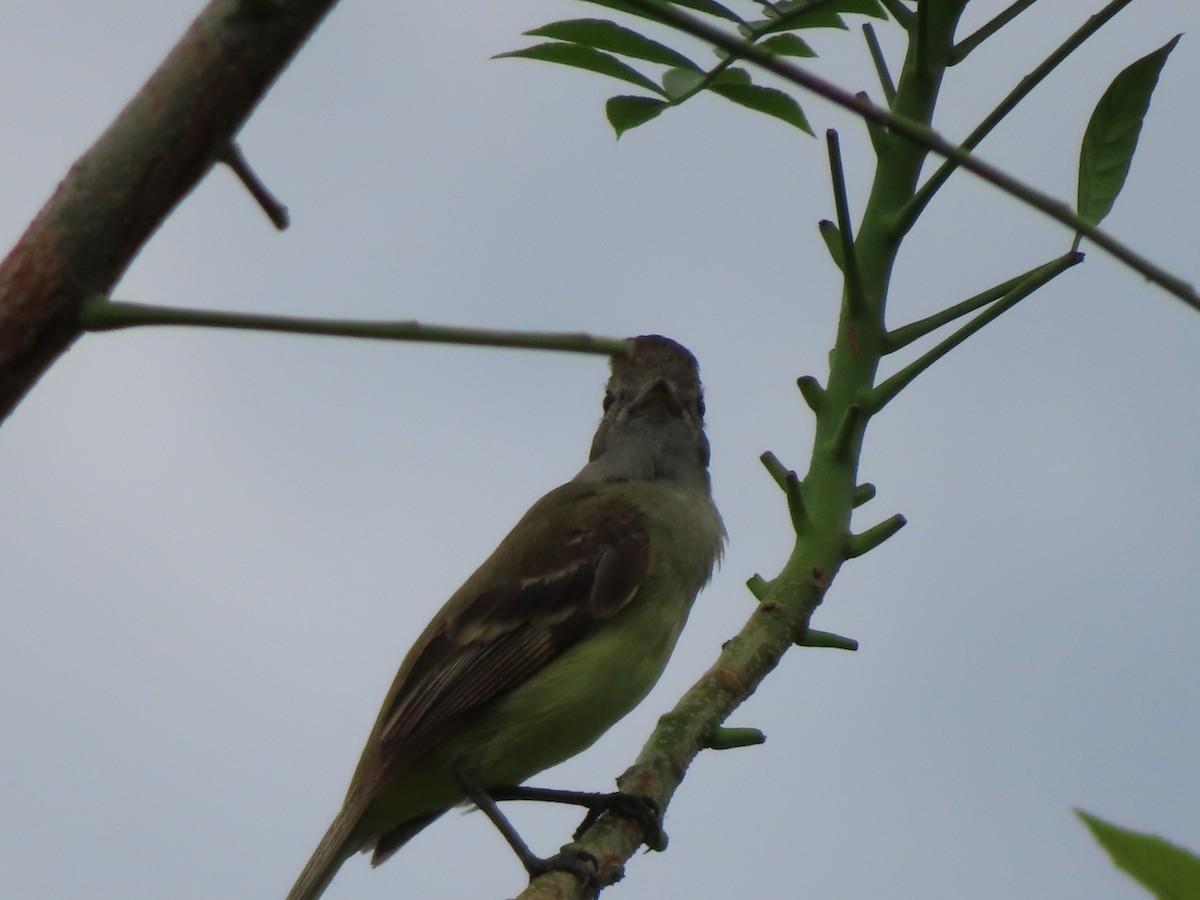 Lesser Elaenia - Jo Roberts